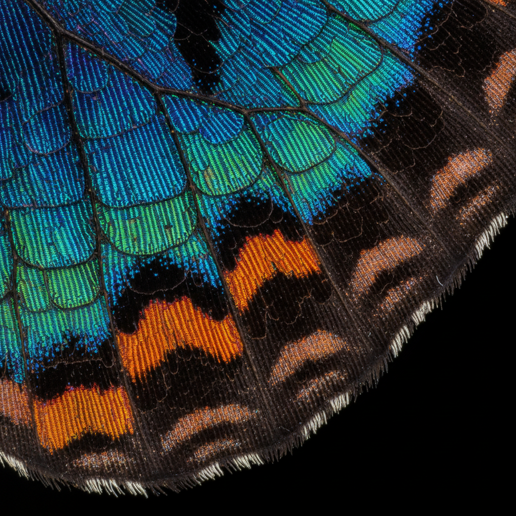 Pixel enlargement AI on a macro shot — butterfly wing with individual iridescent scales visible at ultra high resolution