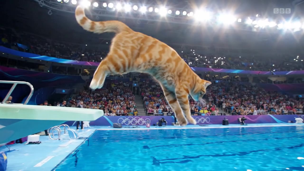 Cat Olympic Diving