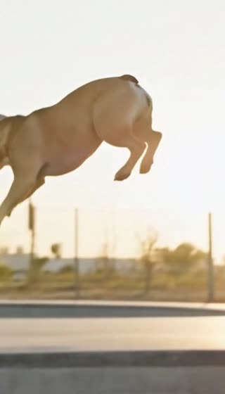 Create an ultra-realistic, cinematic video in the style of an action lifestyle film, with premium photographic quality. Natural late afternoon lighting, soft contrasts, warm colorimetry. The video features a fictional canine character, inspired by an elegant French bulldog merle color, with highly detailed rendering, visible coat texture, credible movements, and natural expressions. Realistic medium shot opening of the dog standing on a skateboard, perfectly stable, wearing the iconic cap, well-fitted on its head. The board's grip, wheels, and trucks are visible in high detail. The camera is slightly low-angle to accentuate the momentum. The dog picks up speed and enters an outdoor pump track, with a series of bumps and banked turns. The camera follows the action with smooth tracking shots, alternating between side and rear shots, giving the impression of a real sports shoot. The body movements, the pressure on the board, and the vibrations of the skateboard are physically credible. The dog navigates several bumps, absorbing the terrain with fluidity, while the cap and hoodie react naturally to the wind and acceleration. The climax comes on the last bump, where the dog takes off spectacularly, launching itself into the distance in a wide, cinematic jump, and disapear behind a tree in a funny way. The camera slows down the action slightly to accentuate the visual impact, while maintaining a realistic and natural look. Final shot in a cinematic scene with professional lighting, shallow depth of field, and movie-quality visual effects