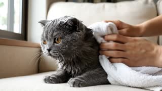 a wet blue-gray British Shorthair kitten sits on a soft sofa near a window, fur darker and clumped from bathing, water droplets visible along its whiskers. Natural daylight filters in gently. A pair of human hands enters the frame holding a white towel, carefully patting and rubbing the kitten’s back and sides. The kitten shifts its paws, briefly shakes its head once, ears flattening slightly, then relaxes again. It blinks, looks toward the camera, then glances at the window. Audio focuses on towel rubbing fabric and soft breathing. Stable camera, realistic home-video feel, clean natural motion, no human face