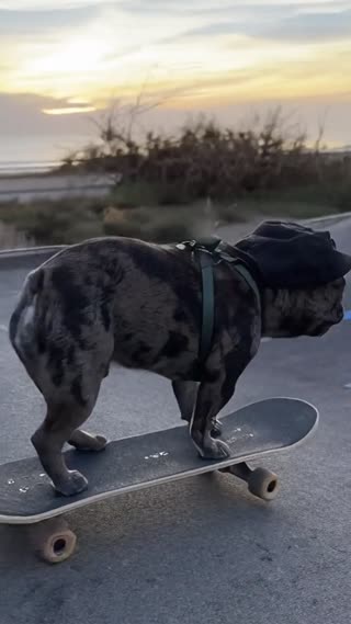 Create an ultra-realistic, cinematic video in the style of an action lifestyle film, with premium photographic quality. Natural late afternoon lighting, soft contrasts, warm colorimetry. The video features a fictional canine character, inspired by an elegant French bulldog merle color, with highly detailed rendering, visible coat texture, credible movements, and natural expressions. Realistic medium shot opening of the dog standing on a skateboard, perfectly stable, wearing the iconic cap, well-fitted on its head. The board's grip, wheels, and trucks are visible in high detail. The camera is slightly low-angle to accentuate the momentum. The dog picks up speed and enters an outdoor pump track, with a series of bumps and banked turns. The camera follows the action with smooth tracking shots, alternating between side and rear shots, giving the impression of a real sports shoot. The body movements, the pressure on the board, and the vibrations of the skateboard are physically credible. The dog navigates several bumps, absorbing the terrain with fluidity, while the cap and hoodie react naturally to the wind and acceleration. The climax comes on the last bump, where the dog takes off spectacularly, launching itself into the distance in a wide, cinematic jump, and disapear behind a tree in a funny way. The camera slows down the action slightly to accentuate the visual impact, while maintaining a realistic and natural look. Final shot in a cinematic scene with professional lighting, shallow depth of field, and movie-quality visual effects in a cinematic scene with professional lighting, shallow depth of field, and movie-quality visual effects