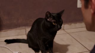 Create a new photorealistic cinematic scene using the provided combined reference image only as visual reference. Do NOT recreate or animate the collage. The final video must look like real live-action footage filmed inside the same home.

Use the exact cat from the reference. Preserve its identity, face, fur pattern, colors, eyes, markings, body proportions, ears, nose and whiskers. Do not change its appearance or mix characteristics from different references.

The cat is naturally sitting on the floor in the corner beside the computer desk, close to the person working at the computer.

0–2s: The cat remains calm and relaxed, watching the person. Subtle breathing, one natural blink and a small ear movement.

2–3.5s: The cat notices the person and slowly turns its head toward them. Its eyes naturally follow the person.

3.5–6.5s: The cat looks toward the person and speaks naturally in Brazilian Portuguese:
"Você tá editando isso há três horas... e ainda acha que tá ficando bom?"

If audio is generated, use this exact dialogue. Keep mouth and muzzle movement subtle and feline, never human-like.

6.5–8s: The cat finishes speaking, stays silent and looks at the person with a calm, intelligent, slightly judgmental attitude. A tiny head tilt or ear movement at the end.

Keep realistic feline anatomy, fur, eyes, whiskers, blinking and breathing. No human lips, teeth, facial expressions or exaggerated movements.

Stable cinematic camera at natural cat eye level. Natural lens perspective, realistic lighting, shadows and depth of field. No cuts, no zoom, no camera shake.

The result must look like a real cat filmed naturally inside the real home. The only unusual element is that the cat can speak.



 in a cinematic scene with professional lighting, shallow depth of field, and movie-quality visual effects